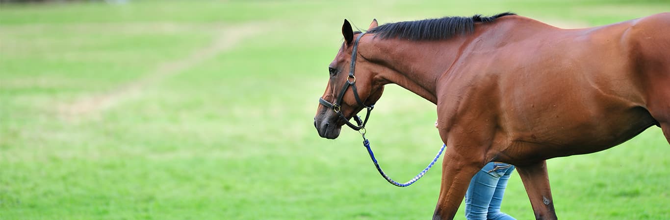 Horse being led